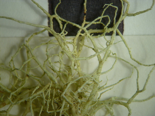 Seaside Beard Lichen