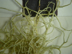 Usnea esperantiana