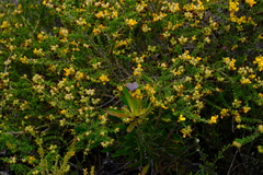 Lepidochrysops trimeni