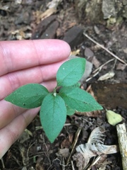 Lonicera maackii