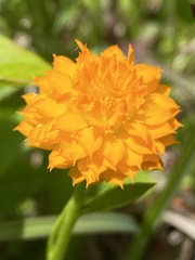 Polygala lutea
