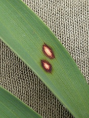 Phyllosticta cruenta