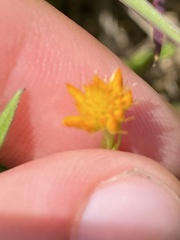 Polygala lutea