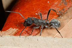 Polyrhachis clotho