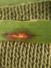 Phyllosticta cruenta