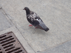 Columba livia domestica