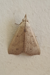 Scolecocampinae
