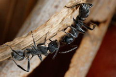 Polyrhachis clotho