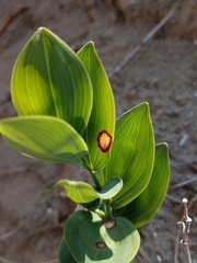 Phyllosticta cruenta