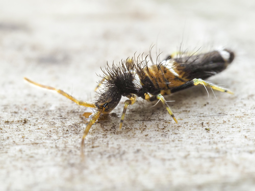 Entomobrya dorsalis