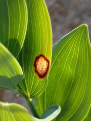 Phyllosticta cruenta