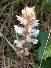 Orobanche picridis