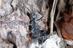 Polyrhachis clotho