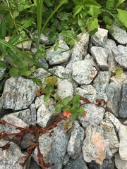 Lysimachia arvensis