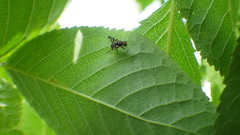 Rhagoletis indifferens