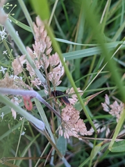 Cantharis fusca