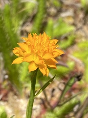 Polygala lutea