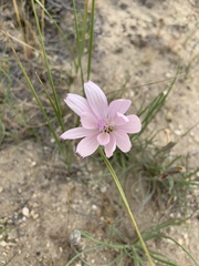 Lygodesmia grandiflora dianthopsis