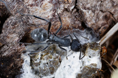 Polyrhachis clotho