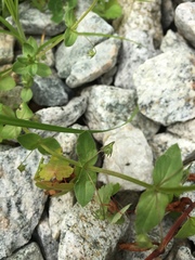 Lysimachia arvensis