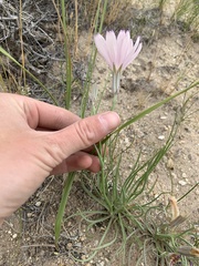 Lygodesmia grandiflora dianthopsis