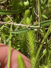 Lycopodiella alopecuroides