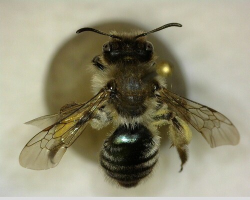 iNaturalist observation photo of Mining Bees