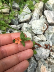 Lysimachia arvensis