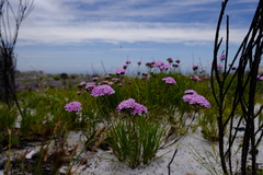Corymbium africanum