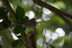 Erithacus rubecula