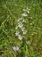Delphinium leucophaeum