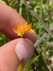 Polygala lutea