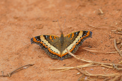 Precis ceryne ceryne