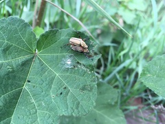 Macrodactylus mexicanus