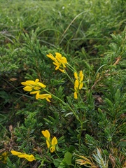 Genista depressa