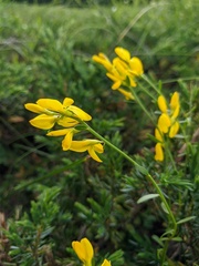 Genista depressa