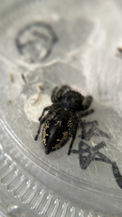 Phidippus borealis