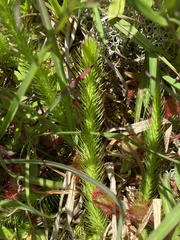 Lycopodiella alopecuroides