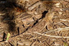 Agama armata