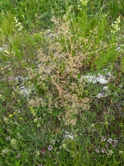 Trinia glauca
