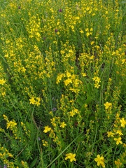 Hypericum linarioides