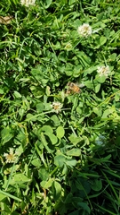 Apis mellifera