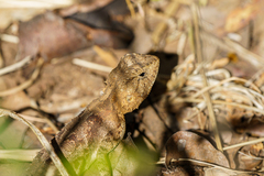 Agama armata