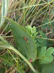 Phyllosticta cruenta