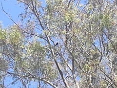 Corvus brachyrhynchos