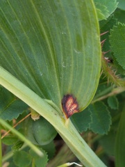 Phyllosticta cruenta