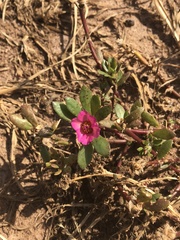Portulaca amilis