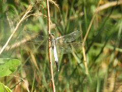Orthetrum albistylum