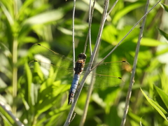 Orthetrum cancellatum