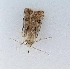 Agrotis ripae